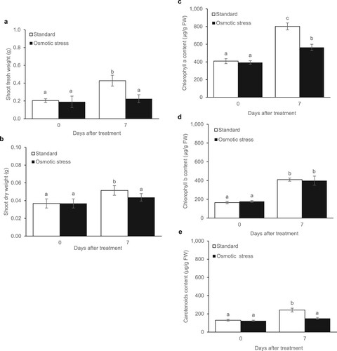 Figure 2. Growth parameters and photosynthetic pigments of KDML105 rice cultivar under standard and osmotic stress conditions (10% PEG6000) for 7 days in the shoot fresh weight (a), shoot dry weight (b), Chl a (c), Chl b (d), and carotenoids (e). Data are represented as mean ± SD, derived from 4 independent repeats. Different lowercase letters indicate significant differences, p < 0.05, ANOVA followed by Tukey’s test.