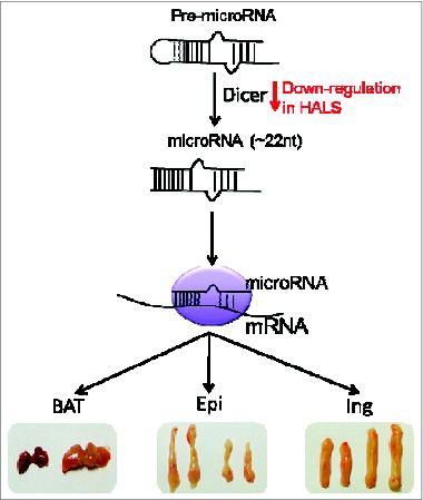 Figure 1. MicroRNA biogenesis has a depot-specific function in adipose. Our study demonstrated that microRNA biogenesis is essential in feature maintenance in BAT, and lipid accumulation and distribution in Epi and Ing white fat. Similar phenotypes were observed in Mori et al's study in which downregulation of Dice is connected with HALS.