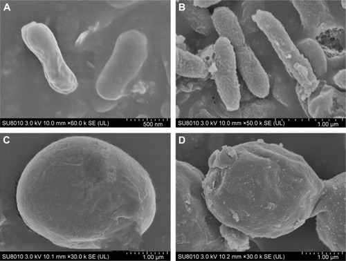 Figure 7 The morphological changes in Escherichia coli and Staphylococcus aureus following AuNPs treatment.Notes: SEM images of (A and B) E. coli and (C and D) S. aureus (A and C) before and (B and D) after the treatment with 100 μg/mL AuNPs for 30 min. Scale bars are shown under the images.Abbreviations: AuNPs, gold nanoparticles; SEM, scanning electron microscopy; E. coli, Escherichia coli; S. aureus, Staphylococcus aureus.