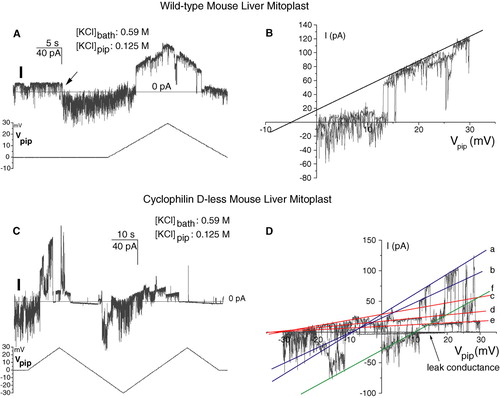 Figure 6.  The Selectivity characteristics of wild-type and Cyclophilin D-less mitochondrial megachannels are the same. The experiments presented are representative of 10 (WT) and 9 (CypD-) analogous ones. (A) and (C) Plots of the current (above) and voltage (below) records vs. time. Conditions as indicated. Sampling frequency: 1 KHz; filter: 200 Hz. (B) and (D) I-V plots of part of the data in (A) and (C) respectively. The lines in panels (B) and (D) were drawn by eye. See text for details. This Figure is reproduced in colour in Molecular Membrane Biology online.