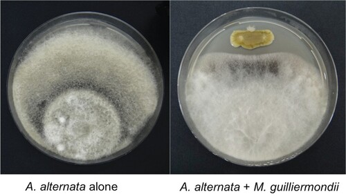 Figure. 1. In vitro inhibition of A. alternata by M. guilliermondii isolated from tomato phyllosphere.