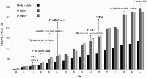 Figure 5. Relative growth rate and relative growth changes in P. major and P. minor breast muscles ([Actual weight−initial weight (day 9)]/initial weight (day 9) × 100). Grossly observed myopathic changes associated with age and relative growth are indicated above the day in which they were initially observed. WS = White striping WB = Wooden breast DPM = Deep pectoral myopathy.