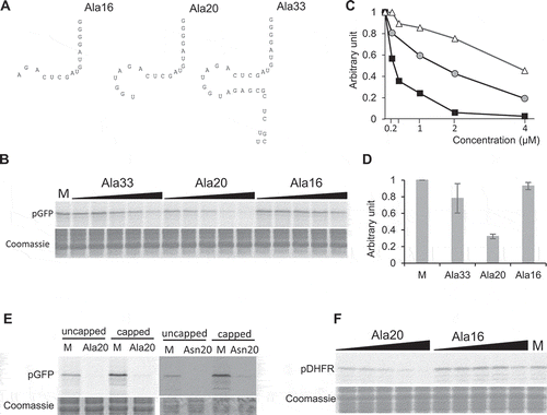 Figure 3. The tRF-5D (Ala) of 20 nt efficiently inhibits translation in vitro. (A) Sequences of the three tRF-5D of 16, 20, and 33 nt (Ala16, Ala20, and Ala33) deriving from Arabidopsis tRNAAla(AGC). (B) Effect of the addition of Ala16, Ala20, and Ala33 on the in vitro synthesis of pGFP protein. The experiment was performed as described in Fig. 1C. Increasing concentrations of synthetic tRFs were used: 0.2, 0.4, 1, 2 and 4 µM. M = Mock, control experiment without tRF. Coomassie blue staining of the gel is shown as a loading control. (C) Relative quantification of in vitro synthesized GFP in the experiment presented in (B). Ala16: white triangles, Ala20: black squares, Ala33: Grey circles. (D) Relative quantification of in vitro synthesized pGFP in experiments similar to that described in (A) and for a tRF concentration of 1 µM. Error bars show standard deviations (mean of three biological replicates). A value of 1 has been given to M. (E) In vitro protein synthesis in a wheat germ translation system of synthesized pGFP transcript in the presence of 35S methionine. Capped or uncapped transcript was used in the absence or presence of Ala20 or Asn20 oligoribonucleotide at 1 µM concentration. M = Mock, control experiment without tRF. Coomassie blue staining of the gel is shown as a loading control. (F) Effect of the addition of Ala16 and Ala20 oligoribonucleotides on the in vitro synthesis of DHFR protein. The experiment was performed as described in Fig. 2B with the same concentration range.