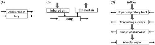 Figure 6. Structure of RT implementations in PBPK models. The RT was modeled using (A) 1, (B) 3, and (C) 4 compartments.