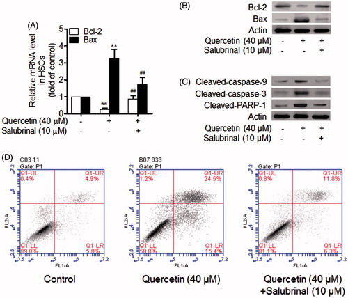 Figure 4. Activation of ERS is required for quercetin induction of apoptosis in HSCs. (A) Real-time PCR analyses of Bcl-2 family genes in HSCs. Significance **p < .01 versus control, ##p < .01 versus quercetin. (B) Western blotting analyses of Bcl-2 family proteins in HSCs. (C) Western blotting analyses of caspase cascades and PARP-1 in HSCs. (D) Flow cytometry analyses of HSC apoptosis using FITC-labelled Annexin-V/PI staining. Cells situated in the right two quadrants of each plot were regarded as apoptotic cells.