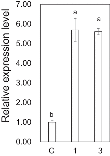 Figure 7. The relative expression level of ZmCyst after exposing maize seedlings to gaseous Z3HAC (1) and Z3HOL (2). Values represent means ± SEM (n=4). Different letters indicate significant difference (P<0.05, one-way ANOVA followed by Fisher’s LSD).