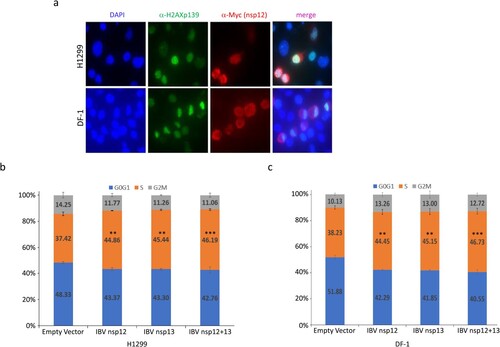 Figure 2. Induction of DNA damage response and cell cycle arrest in S phase in cells overexpressing IBV nsp12. (a) Induction of DNA damage response in cells overexpressing IBV nsp12. H1299 and DF-1 cells were transfected with Myc-tagged IBV nsp12, fixed at 48 h post-transfection, stained with DAPI and co-immunostained with mouse anti-Myc and rabbit anti-γH2AX antibodies, and examined by microscopy. (b) Induction of S-phase arrest in cells overexpressing IBV nsp12. Hl299 cells transfected with IBV nsp12 and nsp13 either alone or together were fixed at 24 h post-transfection and stained with PI. Cell cycle profiles were determined by flow cytometry. Data were analysed by using ModFit LT 5.0 software to determine the percentage of cells at each stage of the cell cycle in asynchronously growing cells. Results are presented as three replicate experiments. Significance levels were presented by the p-value (**, p < 0.01; ***, p < 0.001). (c) Induction of cell cycle arrest in DF-1 cells overexpressing IBV nsp12. DF-1 cells transfected with IBV nsp12 and nsp13 either alone or together were fixed at 24 h post-transfection and analysed as in (b). Results are presented as three replicate experiments. Significance levels were presented by the p-value (**, p < 0.01; ***, p < 0.001).