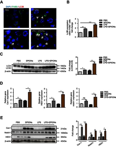 Figure 8 SPIONs-induced autophagy in macrophage in response to liver injury of LPS-induced septic mice. (A, B) Confocal immunofluorescent staining of F4/80 (green), autophagy marker LC3B (red, indicated by arrows) and nuclear DAPI (blue) in liver tissue of PBS mice, SPIONs-treated mice or LPS mice from SPIONs-treated or untreated mice. (C) Levels of LC3II were examined in liver tissues by Western blot. Density of LC3II:LC3I bands in each group was quantified. (D) mRNA expression of Cav1, Notch1 and HES1 in liver cells was detected using qPCR. (E) Immunoblotting analysis of Cav1, Notch1 and HES1 in mouse liver cells. Quantification of Cav1, Notch1 and HES1 band density normalized to GAPDH. Data with error bars are presented as the mean ± SD. Each panel is a representative experiment of at least three independent biological replicates. Scale bars, 50 mm. *p<0.05, **p<0.01, ***p<0.001 as determined by unpaired Student’s t-test.Abbreviations: SPIONS, superparamagnetic iron oxide nanoparticles; LPS, lipopolysaccharide; LC3B, light chain 3B; Cav1, Caveolin-1; DAPI, 4ʹ, 6-diamidino-2-phenylindole; ns, not significant.