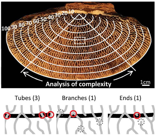 Figure 2. Illustration of the manner of manual analysis of oak mazegill hymenophore complexity. Inspection lines 90 to 10 represent shrinkage of the basidiocarp margin from 90% to 10% of the margin, and they were placed at equidistance between the margin and the base from which the basidiocarp emerges from the wood. Tubes and tubular branches and ends were counted along each inspection line within a quarter-circle area. The framed area of the hymenophore around line 40 is schematized at the bottom of the figure to illustrate that only structures on inspection lines, or in the immediate vicinity thereof, were counted. Counted structures are indicated by a red circle. The schematized area contained several branches and ends that were not counted (dashed circles). The complexity score for inspection line 40 in the shown area is 40% [(1 branch + 1 end)/(3 lamellate tubes + 1 branch + 1 end) × 100]