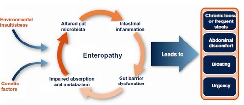 Figure 1 Factors involved in the pathogenesis of enteropathy associated with various human disease states or conditions (eg, diarrhea-predominant irritable bowel syndrome or human immunodeficiency virus infection).