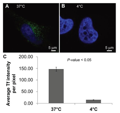 Figure 9 Inhibition of clathrin-mediated endocytosis by incubation of cells in the cold. Representative images of HeLa cells incubated with transferrin at (A) 37°C and (B) 4°C. Identical imaging conditions and display values demonstrate the nearly complete inhibition of transferrin entry at 4°C.Abbreviation: Tf, transferrin.