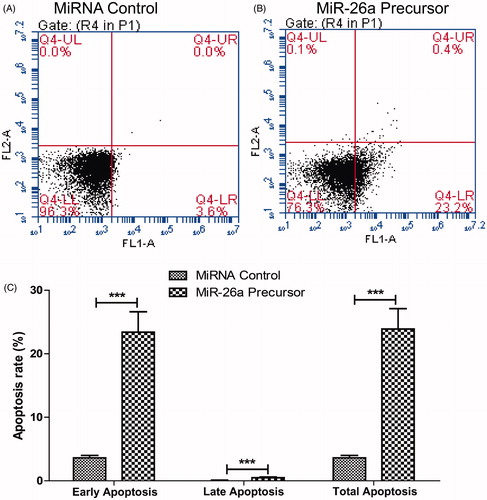 Figure 5. miR-26a decreased apoptosis of HTFs fibrosis in vitro model. Cells in each group were collected and stained with Annexin-V/PI. The percentages of early (low right quadrant) and late apoptotic cells (upper right quadrant) were assessed by flow cytometry. (A). flow cytometry plot of control mRNA. (B) flow cytometry plot of miR-26a. (C) percentages of early and late apoptotic cells. Data represented mean ± SD. *** P < .001.