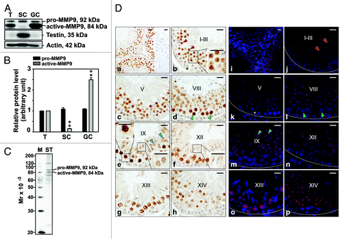 Figure 1. Cellular distribution and localization of MMP9 in the seminiferous epithelium of the adult rat testis during the epithelial cycle of spermatogenesis. (A) Presence of MMP9 in testis (T), Sertoli (SC, isolated from 20-d-old testes and cultured at high density for 4 d) and germ cell (GC, isolated form 90-d-old testes and used immediately for lysate preparation) lysates (50 μg protein/lane) by immunoblotting. Testin, a Sertoli and Leydig cell protein, was used to assess the purity of germ cells. Actin served as an indicator of equal protein loading. (B) Histogram summarizing results shown in (A). The relative levels of pro- and active-MMP9 detected in Sertoli and germ cell lysates were compared with pro- and active-MMP9 in the testis, whose levels were arbitrarily set at 1. Each bar represents the mean ± SD of n = 3 experiments. **p < 0.01 (ANOVA followed by Dunnett’s post-hoc test). (C) Immunoblot showing the specificity of the anti-MMP9 polyclonal antibody (Table 1) in seminiferous tubule (ST) lysate (50 μg protein). This antibody was used subsequently for IHC and IF staining. Mr, molecular weight; M, MagicMark™ XP Western Protein Standard (Invitrogen). (D) IHC and IF staining of MMP9 in paraffin-embedded (5 μm) and frozen (7 μm) adult testis cross-sections, respectively. MMP9 immunoreactivity appeared as a brownish precipitate in IHC experiments (a–h) and as a reddish precipitate in IF experiments (i–p). Nuclei were visualized with DAPI (blue, i–p). Stages of the seminiferous epithelial cycle are denoted as Roman numerals (b–h and j–p). Insets (b, e and f) are magnified images corresponding to boxed areas within the same panel. Specificity was assessed when 10% normal goat serum (vol/vol) was used instead of anti-MMP9 IgG (a, right panel). Dashed lines (j–p) mark the periphery of seminiferous tubules. Scale bars, 25 μm. MMP9 immunoreactivity associated intensely with round spermatids at stages I-VII (red arrowheads in b and j, and insert in b) and moderately/weakly with elongating spermatids at stages VIII-XII (blue arrowheads in e and m, right-most inset in e, inset in f). MMP9 also associated strongly with pachytene and diplotene spermatocytes at stages VIII–XIII (green arrowheads in d and l, left-most insert in e). Weak staining was also detected in Sertoli cells (asterisks in b and k).