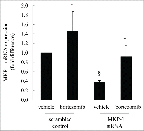 Figure 2. MKP-1 mRNA is augmented following bortezomib treatment. MDA-MB-231 cells were transfected with scrambled control or MKP-1 siRNA for 24 h in antibiotic-free media. Media was then changed to antibiotic-containing media and cells incubated for further 18 h, before treatment for 6 h with vehicle or bortezomib (10 nM). MKP-1 mRNA was quantified by real-time RT-PCR and results expressed as fold difference compared to cells transfected with scrambled control treated with vehicle (designated as 1). Statistical analysis was performed using the Student's unpaired t test, where * denotes a significant increase in MKP-1 mRNA expression after bortezomib treatment and § denotes significant knockdown of MKP-1 by siRNA (P < 0.05). Data are mean+SEM values from n = 7 independent experiments.