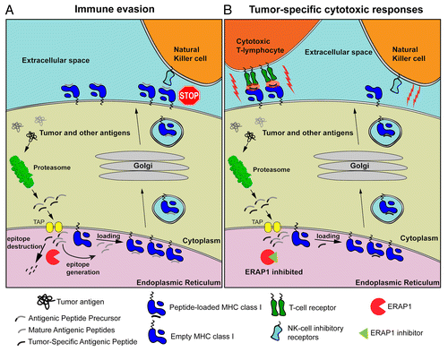Figure 1. Mechanisms by which the inhibition of ERAP might activate cell-mediated antitumor immune responses. (A) Tumor-associated as well as normal intracellular proteins are catabolized by the proteasome, generating mature antigenic peptides as well as several antigenic peptide precursors. In the endoplasmic reticulum (ER) lumen, ER aminopeptidase 1 (ERAP1) can destroy some antigenic epitopes and at the same time process peptide precursors to generate mature antigenic epitopes for presentation by MHC class I molecules on the cell surface. Since some-tumor associated antigens are also destroyed by ERAP1, tumor-specific cytotoxic T lymphocyte (CTL) responses are evaded. In addition, peptide-loaded MHC class I molecules inhibit the cytotoxic activity of natural killer (NK) cells. (B) In the presence of ERAP1 inhibitors, tumor-associated antigens are spared from degradation and rather loaded onto MHC class I molecules. These complexes are normally translocated on the cell surface, where they can be recognized by CTLs and hence drive cytotoxic antitumor responses. Alternatively, the decline in the abundance of mature antigenic peptides due to reduced ERAP1 activity can inhibit the translocation of MHC class I molecules on the cell surface, or result to empty or misfolded MHC class I molecules that are unable to engage the inhibitory NK-cell receptors (i.e., Ly49), hence promoting NK cell-mediated cytotoxic responses.