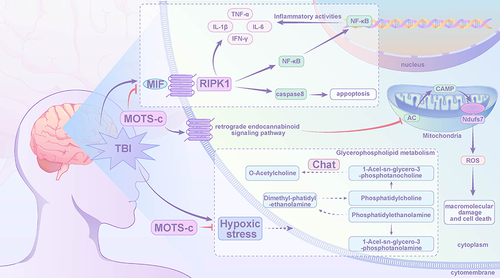 Figure 7 The possible neuroprotective mechanism by MOTS-c in the TBI mice.