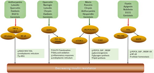 Figure 3. Sites of flavonoid action on insulin resistance (IR). Flavonoids induce insulin receptor and IRS phosphorylation and activate PI3K/Akt pathway and AMPK, promoting GLUT4 translocation. The PI3K/Akt pathway activated by flavonoids decreases PEPCK and G6P expression, suppressing gluconeogenesis and promoting glycogen synthesis. Flavonoids reduce the levels of FFAs and inflammatory factors, reducing the negative effect on insulin signal transduction by JNK, NF-κB and PKC. Red indicates inhibitory effects and green indicates positive effects.