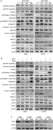 Figure 7. RocA inhibits ULK1 protein expression in NSCLC cells. (A) H460 or H1975 cells were treated with RocA at different concentrations (0, 125, 250 and 500 nM) for 24 h, then lysed and applied to detect p-MTOR (Ser2481 and Ser2448), MTOR, p-RPS6KB1 (Ser555), RPS6KB1, p-EIF4EBP1 (Thr37/46), EIF4EBP1, p-PRKAA1 (Thr172), PRKAA1, p-ULK1 (Ser555), ULK1, BECN1, ATG5, ATG7 and ITPR1. (B) H460 or H1975 cells were incubated with 800 nM rapamycin in the absence or presence of 250 nM RocA for 24 h, then lysed and analyzed to detect the above proteins. (C) A549, H1299, H1650 or Calu-1 cells were incubated with 250 nM RocA for 24 h, then lysed and analyzed to detect ULK1 and ITPR1. Data are a representation of 3 independent experiments.