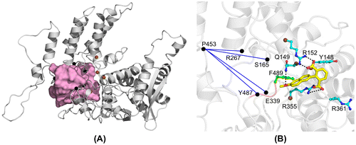Figure 6. Modifications of the oligomerization pocket (pink volume in A) of NP monomer A in the presence of the naproxen derivatives. The oligomerization pocket is represented as a protomol built around the oligomerization loop of monomer B based on the pdb structure 2IQH. The black points in A and B define distances (blue lines in B) between Cα atoms of residues localized at the edge of the oligomerization domain of monomer A and that are changed by binding of the naproxen C0 derivative. The Cα atoms of targeted residues by the naproxen C0 derivative are represented as brown spheres (A and B). The naproxen C0 derivative binding domain is connected to the oligomerization domain of NP (brown spheres and pink volume in A) through the C-terminal of NP (F489 in B).