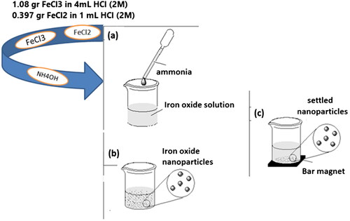 Scheme 1. Schematic representation of the synthesis route of the SPIONs. (a) ammonia addition, (b) iron oxide nanoparticles formation, (c) separation and washing with permanent magnet.