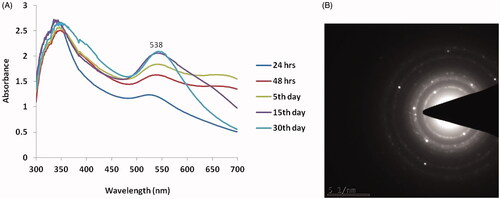 Figure 1. Characterization of biosynthesized Siberian ginseng gold nanoparticle. The UV–visible spectrum absorption pattern at different period of time (A) and selected area diffraction pattern (B) of SG-GNPs.