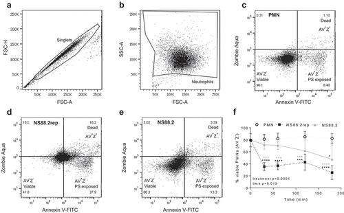 Figure 2. GAS infection induces neutrophil death. Human neutrophils (PMNs) were incubated with NS88.2, NS88.2rep or in the absence of GAS and stained with annexin V-FITC (AV) and Zombie Aqua viability dye (Z) before being analysed by flow cytometry. Neutrophils were gated as (a) singlets and then total (b) neutrophils (live and dead). Cells were analysed by fluorescence of annexin V-FITC and Zombie Aqua binding, where flow cytometry plots are representative and show (c) uninfected neutrophils, (d) NS88.2rep infected neutrophils and (e) NS88.2 infected neutrophils at 30 min. (f) Neutrophils were sampled over 180 min and the percentage of viable (AV−Z−) neutrophils are shown. Results are pooled means ± SD (n = 3 donors). Linear mixed model “p” values for treatment and time are stated. *p < 0.05, ***p < 0.001 and ****p < 0.0001, black denotes significance from control and grey denotes between NS88.2rep and NS88.2.
