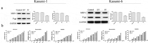 Figure 5. Effect of MEIS1 on drug resistance of Kasumi-1 and Kasumi-6 cells. (a) The expression of MRP1 and P-gp proteins was measured by Western blot. (b) The extent of cell proliferation inhibition (%) in control, EV, and IV groups treated with different concentrations of Adriamycin (0–12 µmol/L), daunorubicin (0–1 µg/mL) and imatinib (0–5 μM) was evaluated using a CCK-8 assay. *P < 0.05, **P < 0.01, ***P < 0.001 vs. control (n = 3).