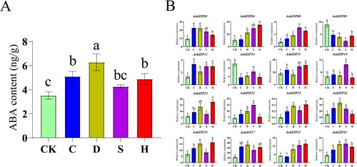 Figure 9. The qRT-PCR analysis of the gene expression levels of the 16 AobZIP members in the asparagus seedling roots under abiotic stress. The green bars represent the control (CK) conditions, while the blue, brown, purple, and red bars represent cold (C), drought (D), salt (S), and heavy metal (H) stress conditions, respectively. Different letter(s) above the bars indicate significant differences obtained via a least significant difference test following an ANOVA (α = 0.05). (A) ABA content. (B) AobZIP gene expression levels.