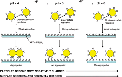 Figure 4. Schematic representation of the charges present on the citrate-passivated Au nanoparticles and APTMS surface at three different values of pH (pH = 4, 5 and 6) and the subsequent deposition of Au nanoparticles on and APTMS thin film.