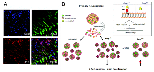 Figure 1. PrP is expressed in neural stem cells and modulates self-renewal and proliferation. (A) Representative images depicting immunofluorescent staining in neurospheres derived from PrP-expressing mice and cultured over laminin for 24h. Staining with specific antibodies was performed to detect GFAP (astrocytes, green) and PrP (red), and the nuclei were stained with DAPI (blue). (B) Scheme showing that neurosphere formation is increased in wild-type (Prnp+/+) cells in the presence of STI1, but is impaired in PrP-null (Prnp−/−) cells. Note that the signaling pathways triggered by PrP-STI1 engagement during proliferation and self-renewal processes (detailed in the inset), as well as the role of the PrP-STI1 complex in the classical differentiation of NSC, require further investigation.