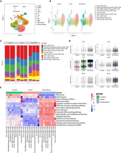 Figure 5. Single-cell sequencing analysis of spleen CD3+ T cells. (A) UMAP clustering of sequenced splenic cells. (B) Clustering of CD8+ T cell subtypes within each group. CD8+ T cells are classified into nine subtypes as indicated. (C) Histogram showing the proportion of different CD8+ T cell subtypes in each sample. (D) Violin plots showing the expression of effect and tissue resident memory CD8+ T cell markers being significantly upregulated in the prime-boost group. (E) Heatmap showing the pathways that are significantly different between the prime-boost group and the other two groups in the CD8+ cells, which are the results of variation analysis using the GSVA method.
