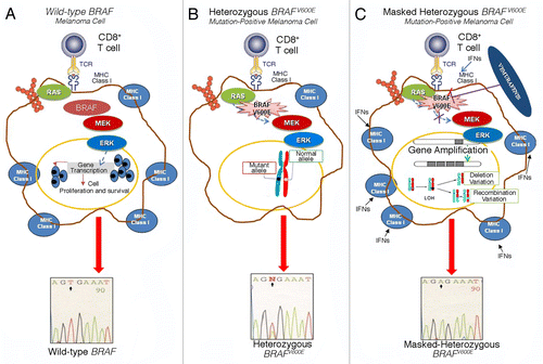 Figure 1. Vemurafenib increases interferon γ-induced MHC expression on melanoma cells harboring a masked heterozygous BRAFV600 mutation. (A) MHC expression levels are higher in wild-type melanoma cells that in cells bearing a BRAFV600 mutation. (B) Mutant BRAFV600 suppresses the expression of MHC molecules on the cell surface. (C) The administration of BRAF inhibitors (BRAFis) promotes the interferon γ (IFNγ)-induced expression of MHC molecules by melanoma cells that harbor a “masked” heterozygous BRAFV600 mutation in the context of BRAF amplification or loss-of-heterozygosity (LOH). ERK, extracellular signal-regulated kinase; MEK, MAPK/ERK kinase; TCR, T-cell receptor.