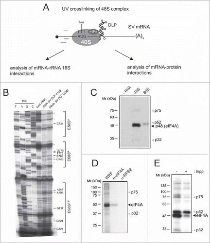 Figure 1. Contact of the 5′ region of mRNA CDS with the solvent side of 40S ribosome and eIFs in a 48S complex. (A) Experimental outline of cross-linking assays using a minimal version of Sindbis virus (SV) mRNA bearing photoactivatable 4-thio UTP residues at the indicated positions in the DLP structure (rounded dots, SV-U1; squared dots, SV-U2). [32P]-labeled mRNAs were used for the assembly of 48S complexes in RRL in the presence of GMP-PNP as described recently.Citation26 Ribosomal fraction was purified by sedimentation through a sucrose cushion at 200,000xg for 3h and analyzed. (B) An aliquot of the sample was used to analyze mRNA-18S rRNA cross-linking by primer extension with RT as described previously.Citation26 The presence of extension arrests corresponding to the ES6S region of 18S rRNA is indicated. The rest of the sample was digested with RNAse A and U1, and the resulting [32P]-cross-linked proteins were analyzed by SDS-PAGE followed by autoradiography. (C) Protein bands detected in 48S complex or in 80S complex assembled in the presence of GMP-PNP and cycloheximide, respectively. (D) The identity of a 48 kDa band was confirmed by immunoprecipitation under denaturing conditionsCitation32 using an anti-eIF4A antibody (St. Johns, STJ27247) or a control antiserum against RPS2 (Santa Cruz Biotech. ). (E) The eIF4A protein band was further confirmed by treatment with hippuristanol, a specific inhibitor that prevents the RNA-binding activity of eIF4A.Citation28 The intensity of p52 band greatly varied among experiments, depending on the RRL batch used and the ultracentrifugation conditions. The molecular weight markers are shown. WRF: whole ribosomal fraction. Fig. 1B is adapted from Toribio et al. (2016).Citation26