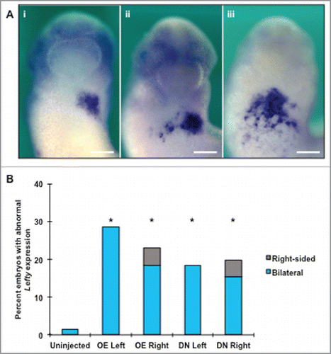 Figure 7. Altering normal HCN4 expression results in aberrant Lefty expression. (A) As visualized via in situ hybridization analysis, Lefty is normally expressed unilaterally in the left lateral plate mesoderm in NF stage 27 embryos (i). Altering HCN4 expression induced both full or partial bilateral and abnormal Lefty expression but did not result in a complete reversal of expression (solely right-sided). One of the most frequently observed bilateral phenotypes was a partial secondary field on the right side of embryos with the midline maintained by an absence of Lefty expression (ii). In the other commonly seen phenotype, Lefty transcripts were expressed across the anterior ventral surface of animals in an undefined shape with no visible midline gap (iii). Images are ventral views with anterior at top. (B) Overexpressing HCN4 and HCN4-DN(AAA) injection led to significant percentages of abnormal embryos compared with uninjected embryos (χ2 = 19.0086, df = 4, *p < 0.05). There was no statistical difference between overexpression and dominant-negative phenotypes. n = 56–71 embryos per condition across 3 biological replicatesOE = HCN4-OE, DN = HCN4-DN(AAA). Scale bars = 200 μm.