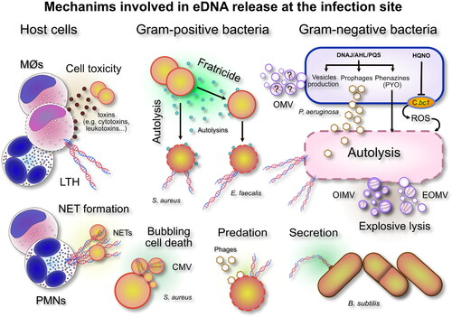 Figure 1. An overview of the numerous sources and mechanisms leading to eDNA accumulation in the extracellular space. Bacterial death and release of eDNA can be achieved by a variety of alternative, species- and strain-specific, mechanisms under the control of quorum sensing systems or triggered by specific stressors. Legend: MØs, monocytes/macrophages; PMNs, polymorphonuclear granulocytes; LTH, leukotoxic hypercitrullination; DNAJ, Heat Shock Protein DnaJ; PYO, pyocyanin; AHL, long-chain N-acyl-homoserine lactones; PQS, quorum-sensing molecule Pseudomonas quinolone signal; HQNO, 2-n-heptyl-4-hydroxyquinoline-N-oxide; C.bc1, cytochrome bc1 complex; ROS, radical oxygen species; OMV, outer membrane vesicle; OIMV, outer-inner membrane vesicle; EOMV, explosive lysis outer membrane vesicle.