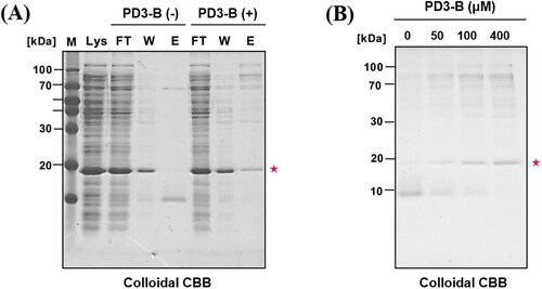 Figure 5. Affinity pull-down assay of bacterial lysate (PDEδ overexpressed) with PD3-B. NeutrAvidin resin was incubated with PD3-B (100 μM) followed by bacterial lysate (150 μg) in PBS buffer. Then, bound proteins were eluted by adding elution buffer (2% SDS in PBS) at room temperature. The eluted samples were subjected to SDS–PAGE (18% polyacrylamide gel). The gels were stained with colloidal Coomassie brilliant blue solution. (A) Colloidal CBB staining of SDS–PAGE gel. Lys: bacterial lysate, FT: flow through in step 1. W: washing sample in step 1, E1: elution sample in step 2. PDEδ: 20 kDa; (B) Concentration-dependent pull down of bacterial lysate by PD3-B.