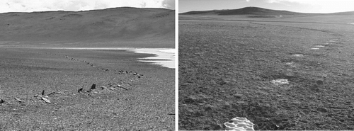 Figure 3 Funnel-shaped game drive structures, locally known as “dzaekha,” used to force Tibetan antelope into small narrow areas for trapping and shooting. Each photograph is taken from the narrow neck area of the structure, and shows only one of the barrier lines.