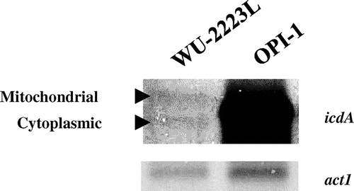 Fig. 3. Northern Blot Analysis of mRNAs from Mycelia Obtained after a 5-d Cultivation under Citric Acid-Producing Conditions.Note: The actin gene (act1) and the NADP+-ICDH gene (icdA) were used as specific probes. The relative values of transcriptional levels (icdA/act1) are 0.2 (1.0) and 2.5 (12.5) for WU-2223L and OPI-1, respectively; the transcription level values relative to that of WU-2223L are shown in parentheses. Because of the strong expression of both the mitochondrial and cytoplasmic ICDH transcripts, the individual bands cannot be visualized separately.