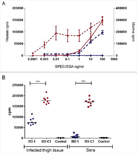 Figure 3. SPEC is more potent than SSA in both human and murine HLA-DQ8 transgenic cell culture and in vivo. (A) Human MNCs were stimulated with recombinant SPEC (red dotted line, left axis) or SSA (blue dotted line, left axis) at increasing concentrations and compared with murine splenocytes from HLA-DQ8 transgenic mice also stimulated with SPEC (red solid line right axis) or SSA (blue solid line, right axis). Data represent the mean ( ± standard deviation) of a single human donor measured in triplicate or splenocytes from 3 mice measured in triplicate. Human MNC data were reproduced in one other donor. (B) To see if this would be replicated in vivo, human MNCs were stimulated with infected thigh tissue (circles) or sera (squares) obtained from HLA-DQ8 mice after 24 h of infection with a non-Lineage C associated ST15 strain M3–1 (blue) or a Lineage C associated ST15 strain, M3-C1 (red); 8 mice per strain. A greater mitogenic response was observed when human MNCs were exposed to thigh or serum from mice infected with a Lineage C strain compared with a non-Lineage C strain. Control; uninfected mouse thigh tissue (black circles) or uninfected mouse serum (black squares). ***; p ≤ 0.0001 (Mann-Whitney). Each data point represents the mean of an individual mouse sample measured in triplicate. Horizontal lines represent the median.