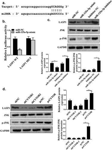 Figure 6. LASP1 was a direct target of hsa-miR-125a-5p. (a) The binding site between miR-125a-5p and LASP1 predicted by Starbase. (b) Relative luciferase activity. (c, d) LASP1, JNK and p-JNK protein expression levels. ** p < 0.01, *p < 0.05, n = 3.