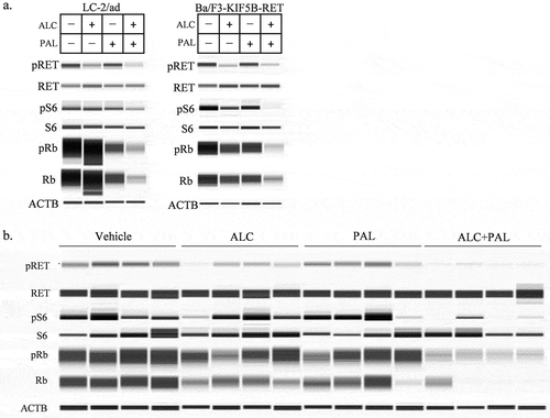 Figure 3. The effect of alectinib plus palbociclib on downstream signaling inhibition (a, b) Immunoblots of (a) cell lysates of LC-2/ad and Ba/F3-KIF5B-RET cells after 24-hour treatment with either 100 nM of alectinib (ALC), 100 nM of palbociclib (PAL), or the combination, and (b) tumor lysates from a mouse xenograft model with transplanted Ba/F3-KIF5B-RET cells after 2-day treatment with vehicle, alectinib 20 mg/kg (ALC), palbociclib 75 mg/kg (PAL), or the combination (ALC+PAL) (n = 4).
