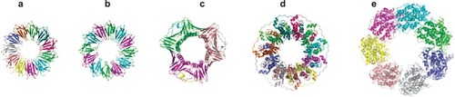 Figure 6 Crystal structures of various ring-shaped proteins. (a) wild-type TRAP protein (pdb 1qaw (CitationChen et al 1999), diameter approximately 8 nm); (b) mutant 12-membered TRAP protein (pdb 2zd0 (CitationWatanabe et al 2008)); (c) PCNA (pdb 1axc (CitationGulbis et al 1996)); (d) RAD52 (pdb 1kno (CitationKagawa et al 2002)), (e) GROEL (pdb 1grl (CitationBraig et al 1994)). All proteins shown approximately to scale.
