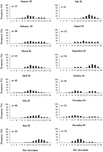 Figure 3. Size-frequency distributions of Gibbula umbilicaris for each sampled depth and month, with the number of collected specimens (n), from the whole transect.