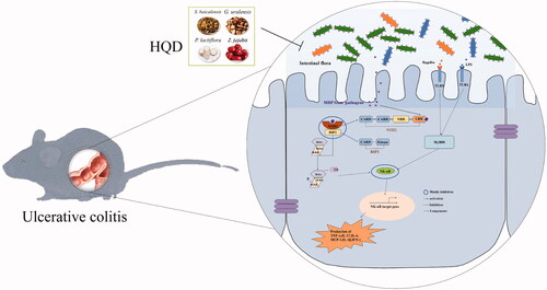 Figure 8. The mechanism of HQD (1000 mg/kg) regulates the intestinal flora of colitis mice, which may be closely characterized as inhibiting the activation of the NOD2-dependent pathway. MDP: muramyl dipeptide; NOD2: nucleotide-binding oligomerization domain 2; RIP2: receptor-interacting protein-2; NF-κB: nuclear factor kappa-B.