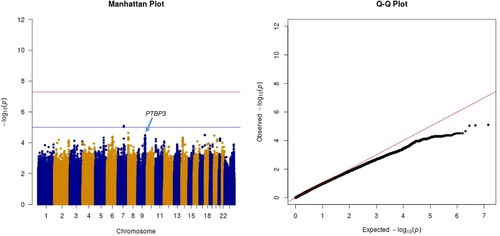 Figure 2. The Manhattan and quantile–quantile plots from the common SNVs analysis.The genome wide association study was carried out with a logistics regression model for common SNVs. In the Manhattan plot, the blue line means P value is 1 × 10−5 and read line means P value is 5 × 10−8. The Q-Q plot didn’t show any signs of global inflation of test statistics. Although no genome-wide significant associations were identified from the common SNVs analysis, using a less stringent level of 1×10−4, 27 SNPs (represented by an intron variant rs4634725 with P = 3.16 × 10−5) locating on PTBP3 gene were identified.