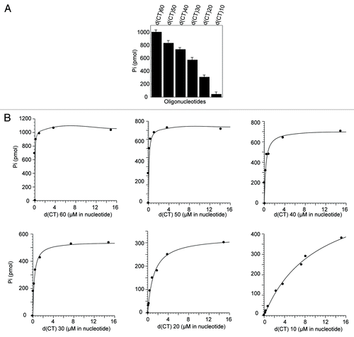 Figure 3. Determination of the effect of different oligonucleotide lengths on PIF1 ATPase activity. (A) Effects of different oligonucleotide lengths on PIF1 ATPase activity. ATPase activity was assayed under standard reaction conditions using oligonucleotides (3.8 μM in nucleotides) that ranged in length from 60 to 10 nucleotides and PIF1 (4.5 nM) at 30 °C for 10 min. (B) Titration of oligonucleotides for the stimulation of PIF1 ATPase activity. ATPase activity was measured under the standard reaction conditions at 30 °C for 10 min. The protein concentration was 4.5 nM. The data represent 3 independent experiments, and the errors were less than 10%.