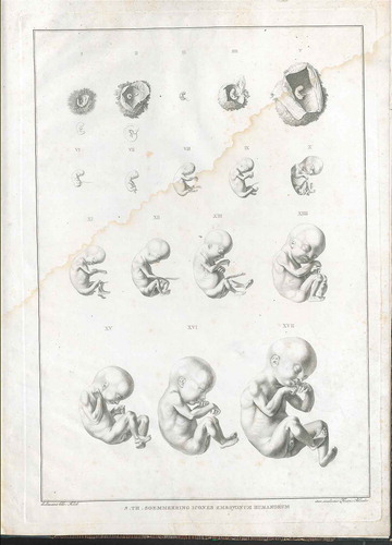Illustration 8. Icones Embryonum Humanorum. In S. T. von Soemmering: Icones Embryonum Humanorum. Frankfurt: Varrentrapp and Wenner, 1799. © Staatsbibliothek Berlin.