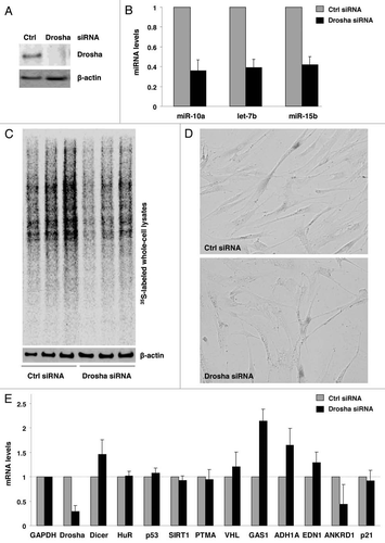 Figure 3 Drosha downregulation suppresses translation but does not increase senescence. (A) The levels of Drosha and β-actin were assessed by western blot analysis two days after transfection with the indicated siRNAs. (B) Forty-eight hours after transfecting the indicated siRNAs, the levels of let-7b, miR-10a and miR-15b were quantified by RT-qPCR analysis, normalized to the levels of 18S rRNA and plotted relative to the microRNA levels measured in the Ctrl siRNA transfection group. (C) Forty-eight hours after siRNA transfection, cells were incubated with L-[35S]methionine and L-[35S]cysteine for 15 min and whole-cell lysates were resolved by SDS-PAGE (12% polyacrylamide), transferred onto filters and visualized using a PhosphorImager. (D) Three days after transfection with the siRNAs indicated, the senescence-associated-β-galactosidase activity was assessed in cultured cells. (E) Forty-eight hours after transfection of siRNAs, the levels of the indicated mRNAs were measured by RT-qPCR and normalized to the levels of GAPDH mRNA.