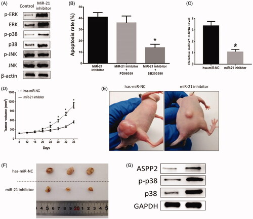 Figure 4. (A) Effects of miR-21 inhibitor on HB apoptosis in vivo. (B) Inhibition of miR-21 affected protein expressions of MAPKs family in vitro. (C) Effects of MAPKs inhibitor on HB apoptosis. (D) Tumor growth curve. (E,F) Representative tumors from mice treated with has-miR-NC or miR-21 inhibitor. (G) Inhibition of miR-21 affected protein expressions of MAPKs family in vivo. (*) denotes difference from control (p < .05). Values are means ± SEM. Three samples at least in each treatment group were available for the analysis.