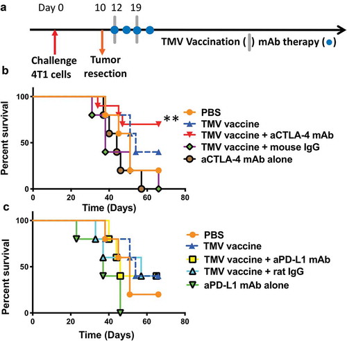 Figure 3. A combination of TMV vaccine and anti-CTLA-4 mAb enhances the survival of mice after resection of primary tumor. (a) Tumor challenge/resection and immunotherapy protocol design. (b) Kaplan-Meier survival curves of control and anti-CTLA-4 mAb treated groups. Comparison of TMV vaccine + anti-CTLA-4 mAb and anti-CTLA-4 mAb alone yields p = .0074, n = 5–10. Comparison of TMV vaccine + anti-CTLA-4 mAb and TMV vaccine + Mouse IgG yields p = .0105, n = 5–10. Log-rank (Mantel-Cox) test used for comparison analysis. (c) Kaplan-Meier survival curves of control and anti-PD-L1 mAb treated groups. **p ≤ 0.01.